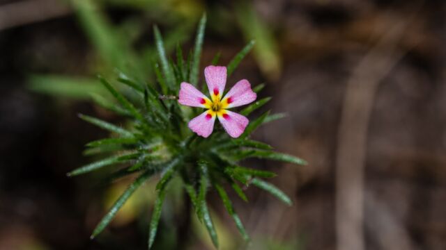 Leptosiphon ciliatus Whiskerbrush, Leptosiphon ciliatus
