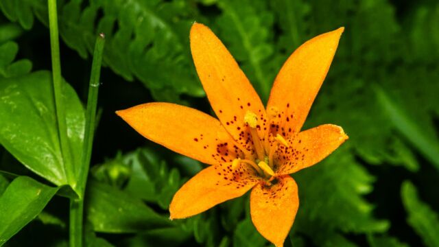 Lilium parvum Alpine lily (aka Sierra tiger lily), Lilium parvum