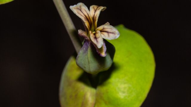 Streptanthus tortuosus Mountain jewelflower, Streptanthus tortuosus