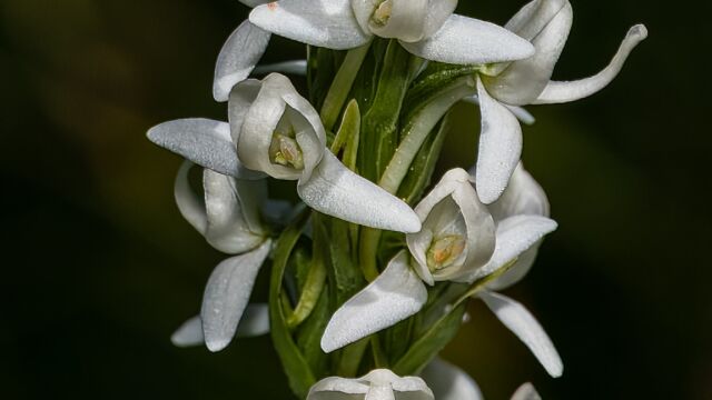 Platanthera dilatata var. leucostachys Sierra bog orchid, Platanthera dilatata var. leucostachys