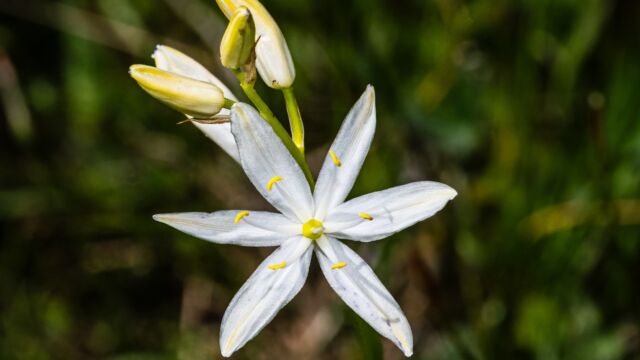 Camassia quamash ssp. breviflora Small camas, Camassia quamash ssp. breviflora