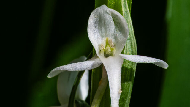 Platanthera dilatata var. leucostachys Sierra bog orchid, Platanthera dilatata var. leucostachys