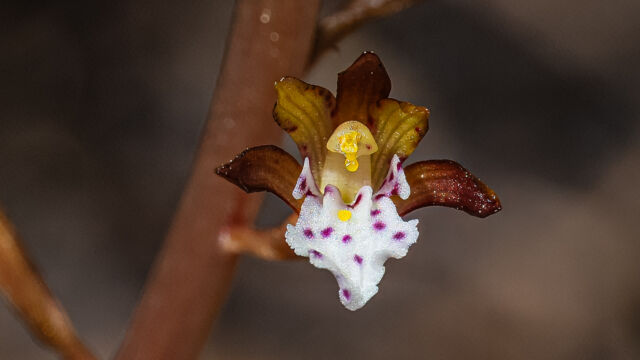 Corallorhiza maculata Spotted coralroot, Corallorhiza maculata