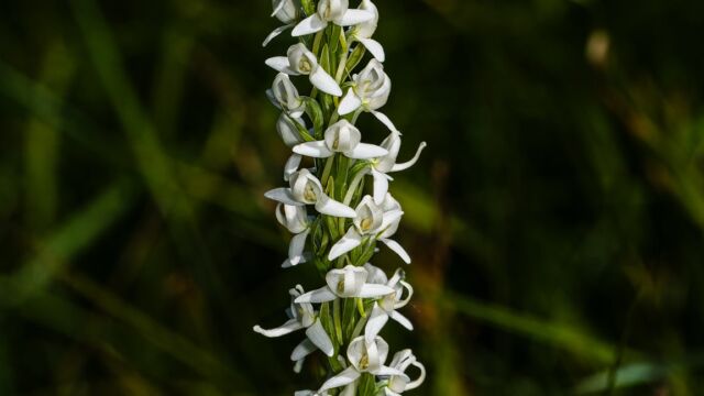 Platanthera dilatata var. leucostachys Sierra bog orchid, Platanthera dilatata var. leucostachys