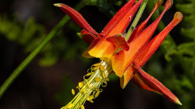 Aquilegia formosa Western columbine, Aquilegia formosa