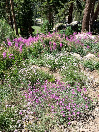 Just before Shirley Lake, a garden of fireweed, coyote mint, checkerbloom